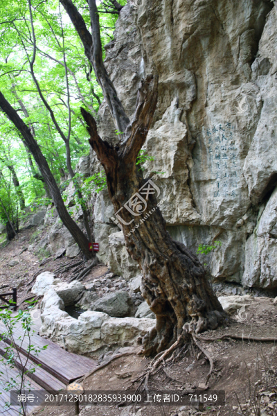皇藏峪國(guó)家森林公園青檀古樹