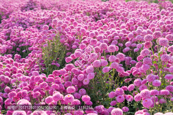 鮮花種植