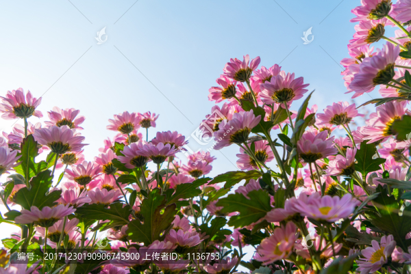 菊花花田