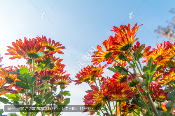 菊花花田
