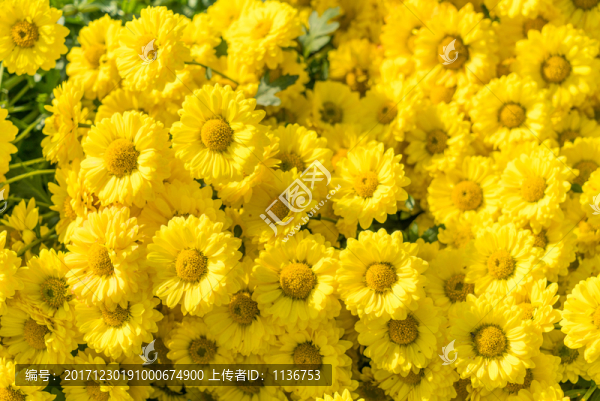 黃色菊花