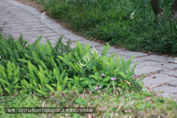 路邊小草