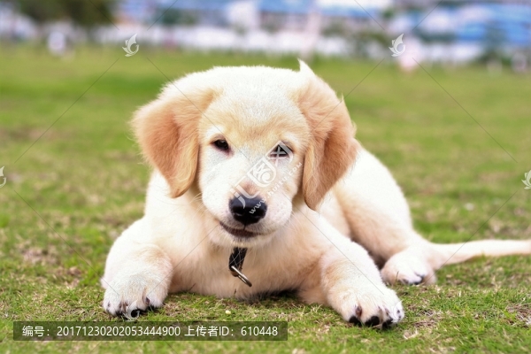 狗狗