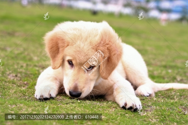 狗狗