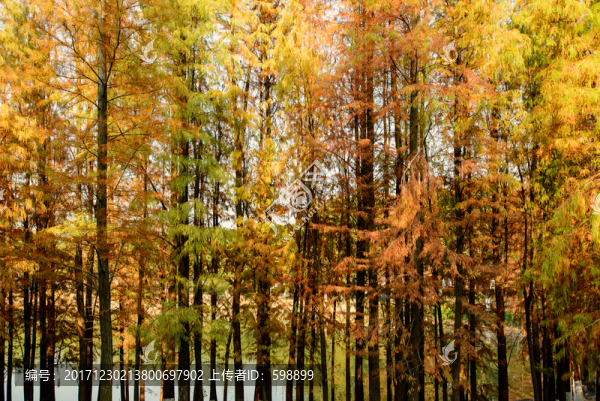 秋天紅杉林