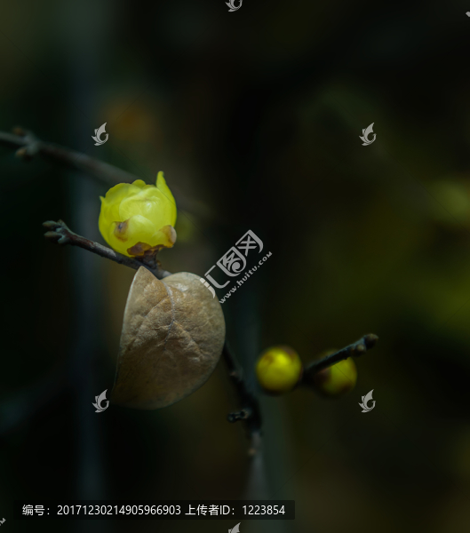 臘梅花