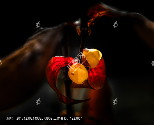 臘梅花