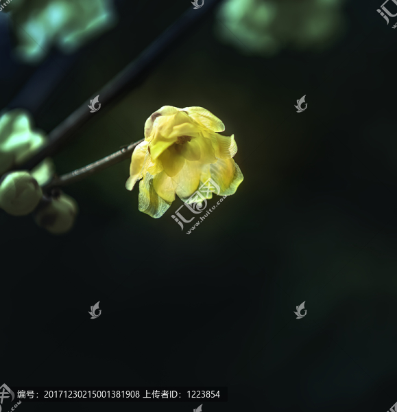 臘梅花