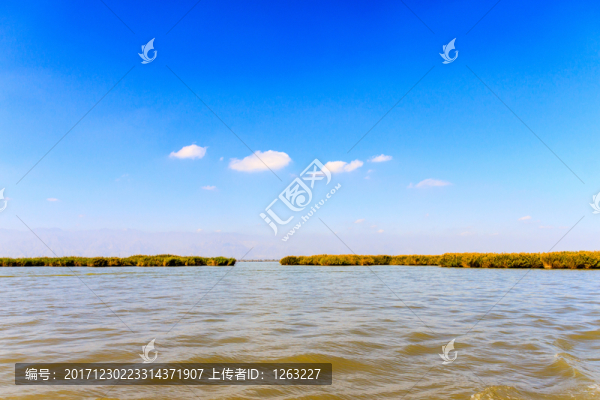 沙湖蘆葦