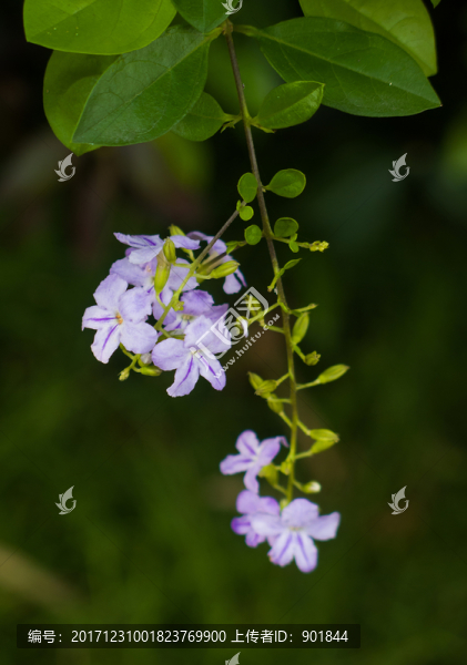 金露花