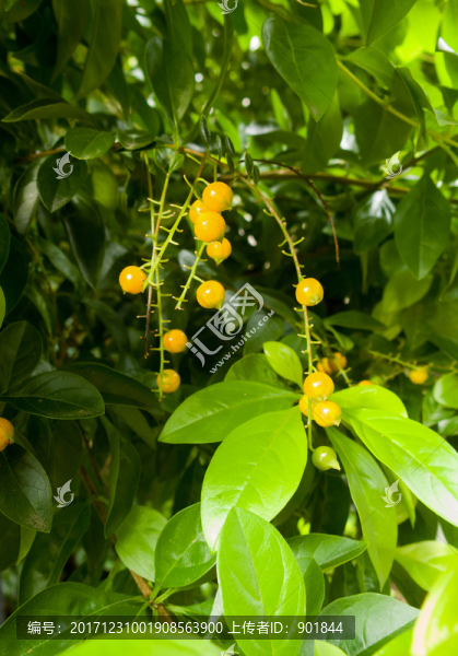 金露花金黃色球狀果實(shí)
