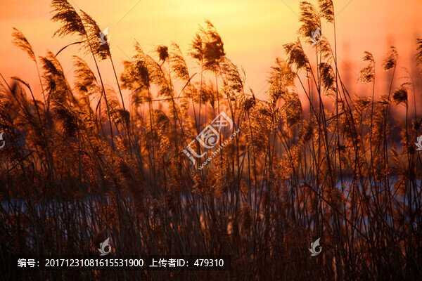 蘆葦,濕地,沼澤,蘆葦花