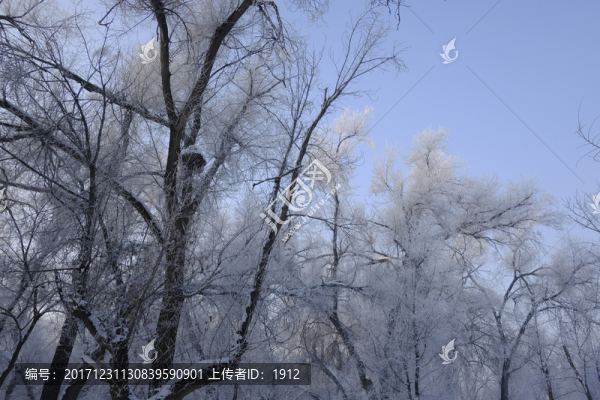 冬天的樹林