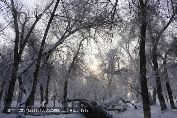 冬天的樹林