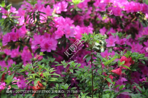 杜鵑,杜鵑花,鮮花