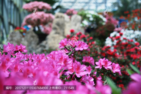 杜鵑花,映山紅