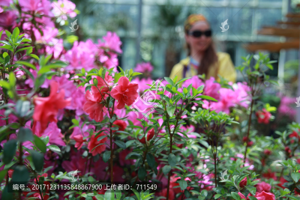 杜鵑博覽園,杜鵑花