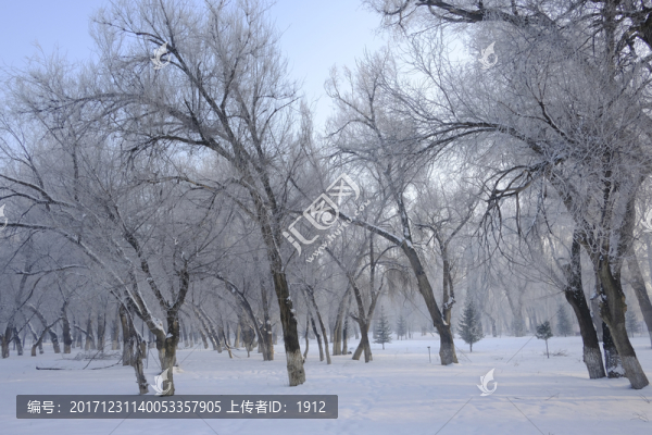 冬天的樹林