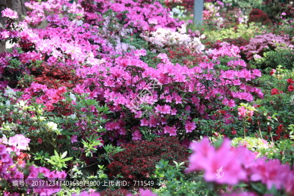 杜鵑花,杜鵑博覽園