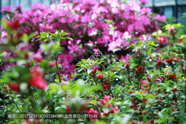 杜鵑花