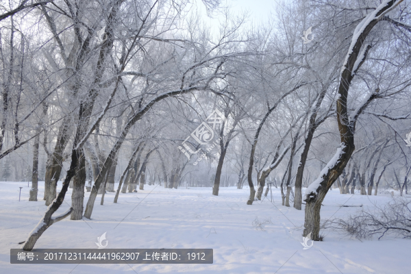 冬天的樹(shù)林