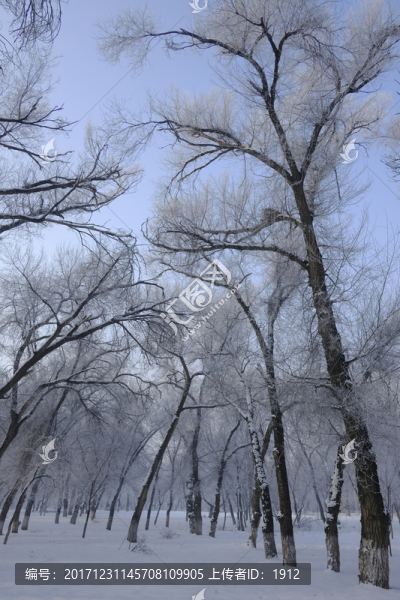 冬天的樹林