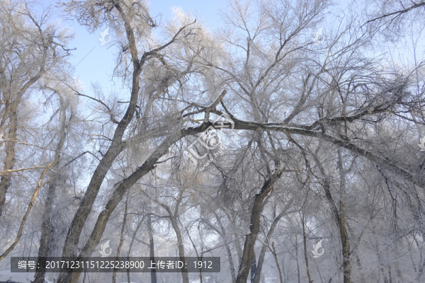 冬天的樹林