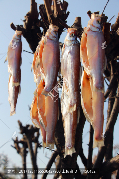 臘肉魚,（23）