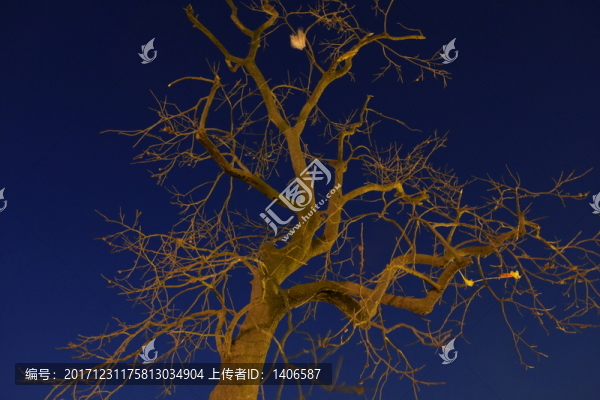 夜晚枝頭