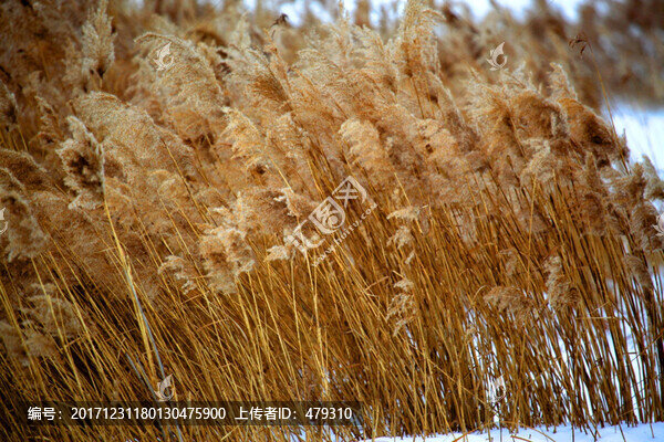 蘆葦,濕地,沼澤,蘆葦花