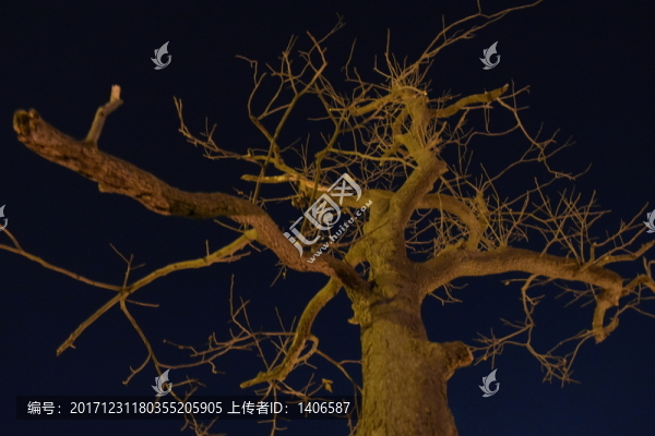 樹枝枝頭