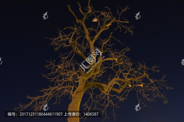樹枝枝頭