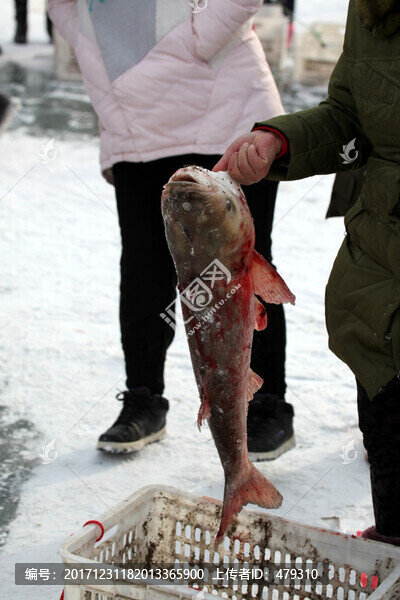 冬捕,捕魚