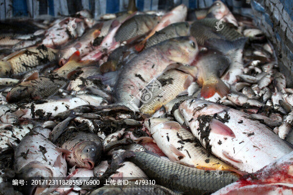 冬捕,捕魚