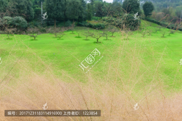 草坪蘆葦花