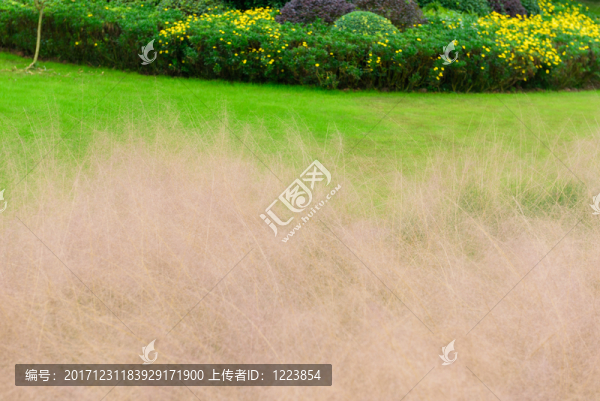 草坪蘆葦花