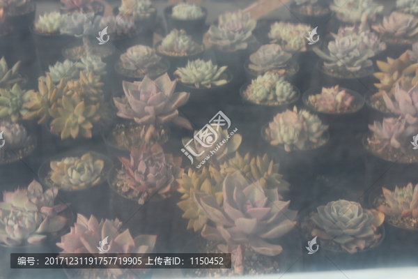 多肉受青睞,（20）