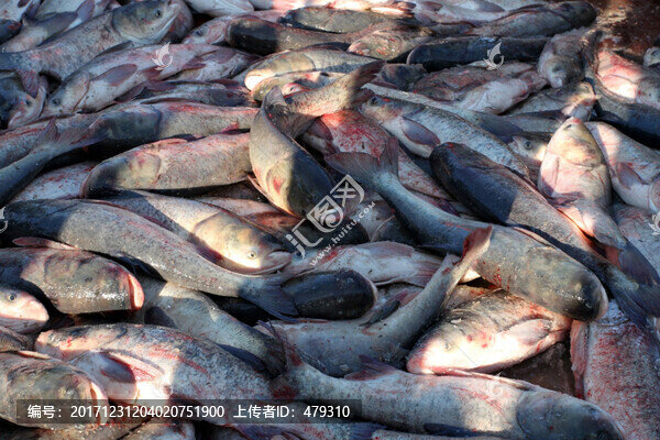 冬捕,捕魚,打漁,打凍網