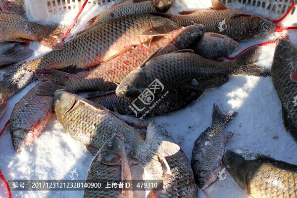 冬捕,捕魚,打漁