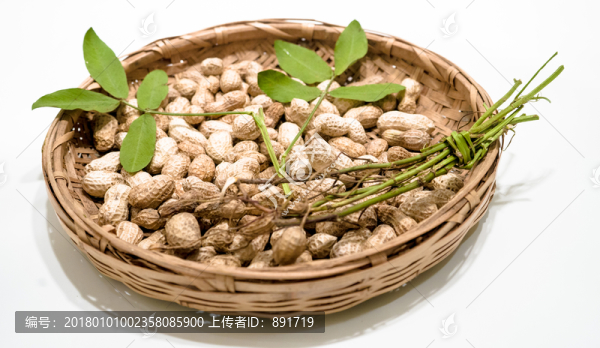落花生,手繪花卉,花生素材