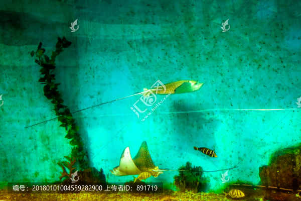 魔鬼魚素材