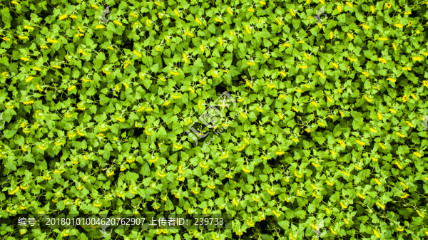 蜀源葵花園12