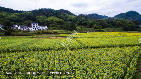 蜀源葵花園19
