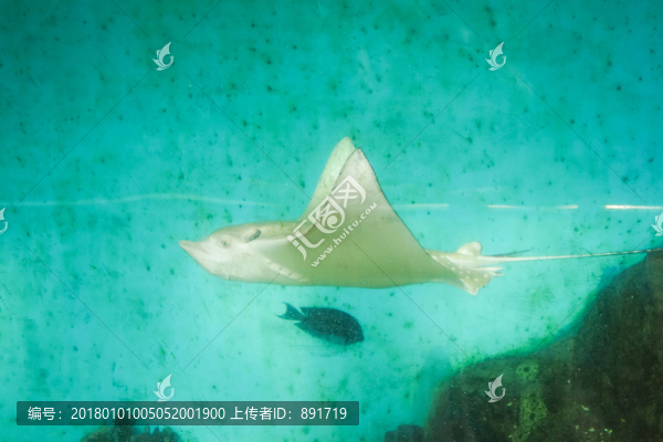 大海,海洋,沙魚,生物,魔鬼