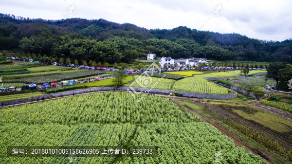 蜀源葵花園22
