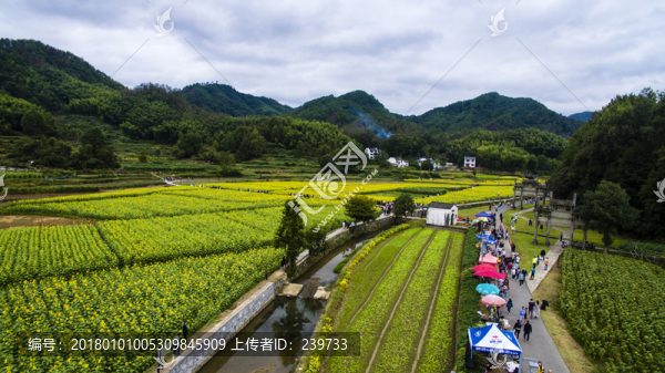 蜀源葵花園24