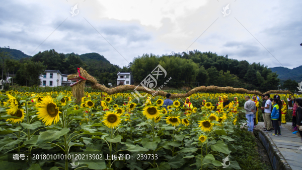 蜀源葵花園