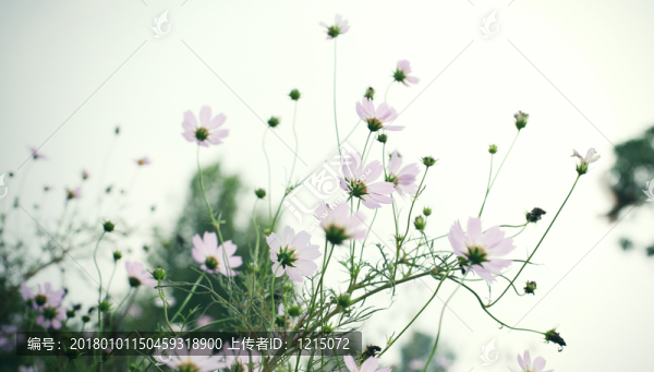 格?；? title=