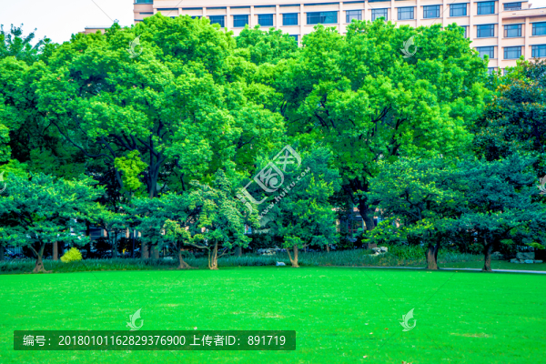 綠草地