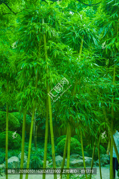 樹林,樹木,樹,綠樹,綠樹林
